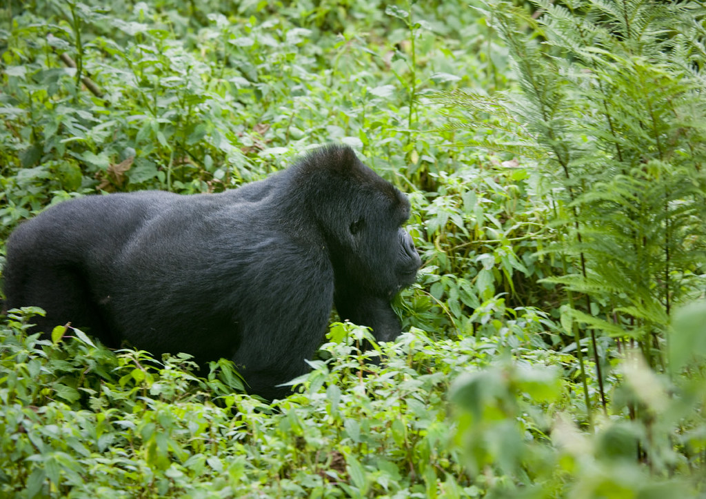 long Rwanda safari packages