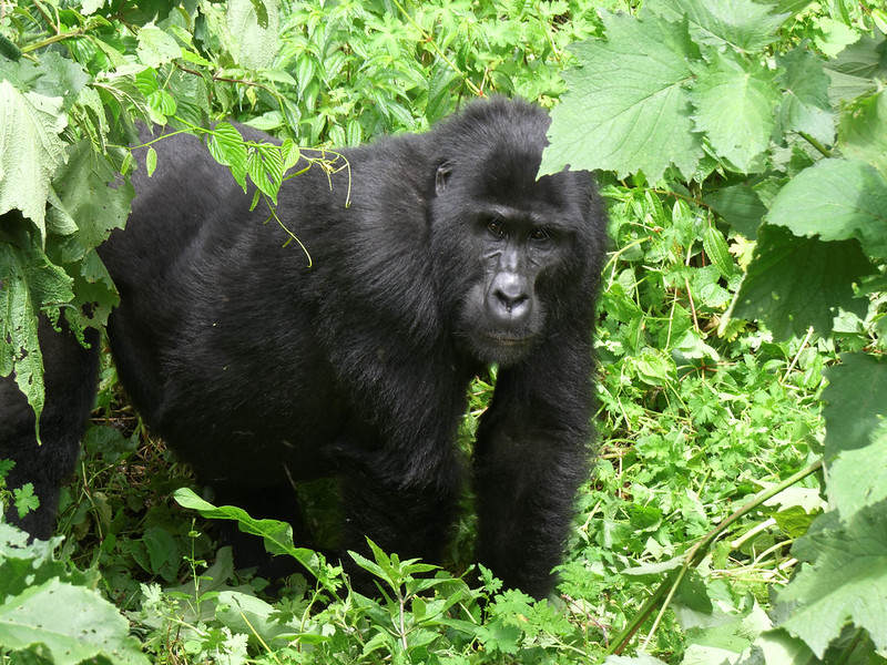 best Rwanda safaris