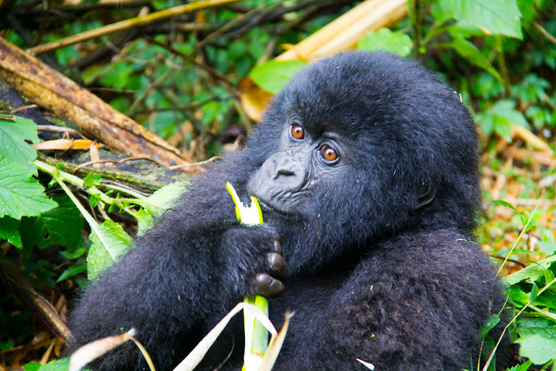 affordable gorilla trekking in Rwanda