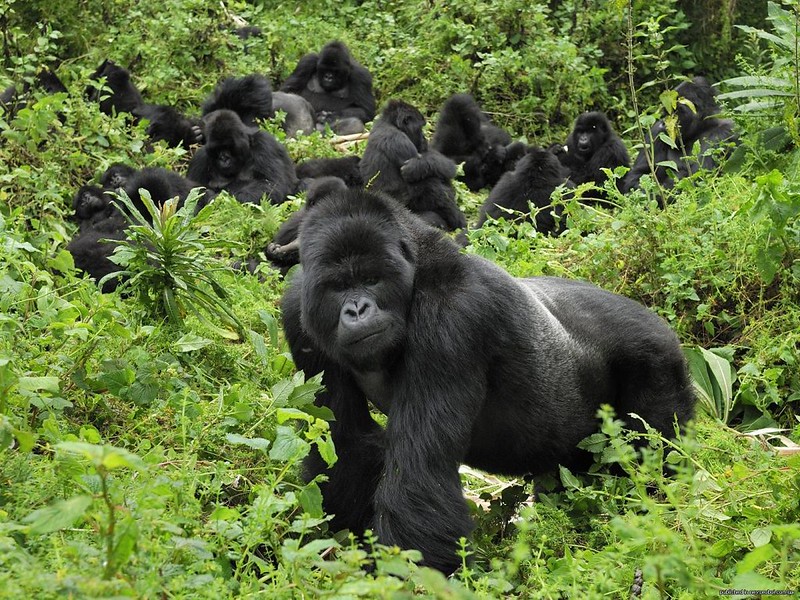 affordable gorilla trekking