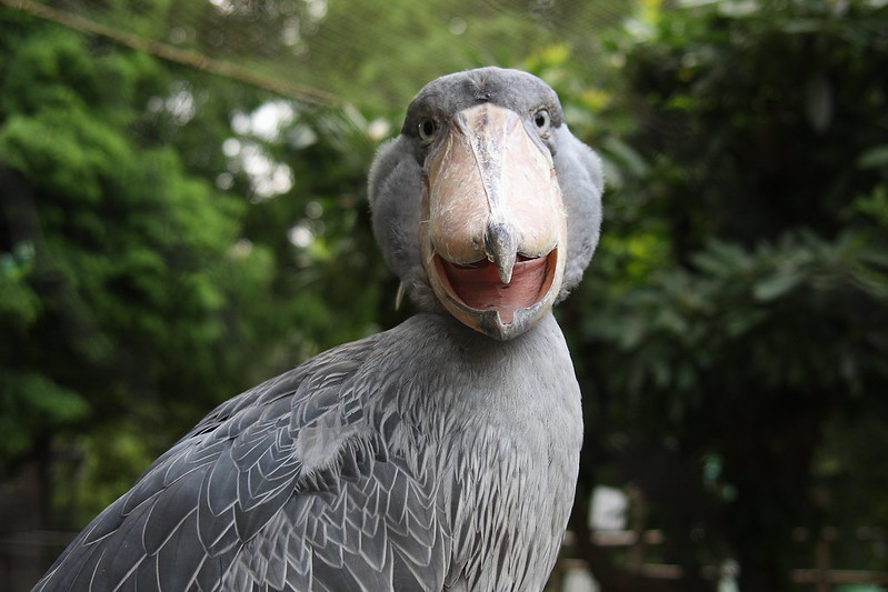 Where to see shoebill in uganda
