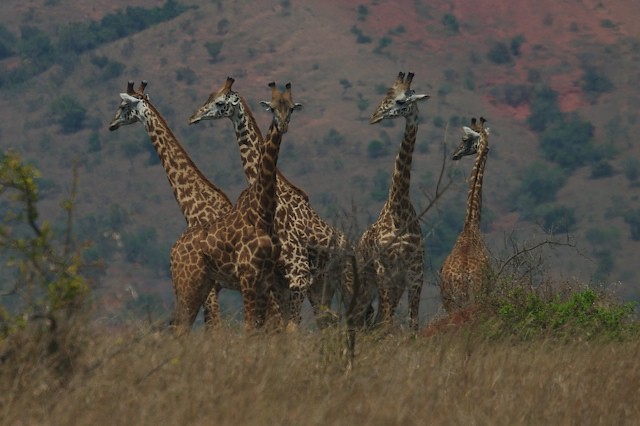 1 day wildlife safari in Akagera  National Park
