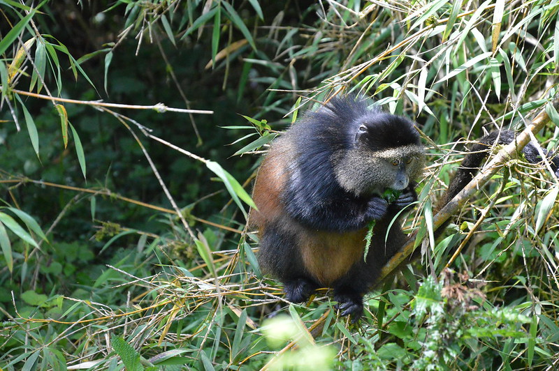 11 days gorilla trekking and masai mara wildebeest migration.