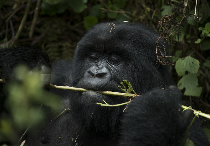 1 day very short gorilla trekking in Volcanoes National park Rwanda
